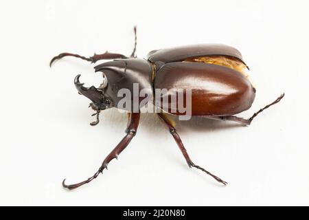 nashornkäfer Xylotrupes australicus isoliert auf weißem Hintergrund Stockfoto