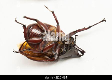 nashornkäfer Xylotrupes australicus isoliert auf weißem Hintergrund Stockfoto