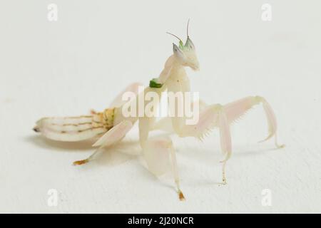 Orchidee-Gottesanbeterin hymenopus coronatus isoliert auf weißem Hintergrund Stockfoto