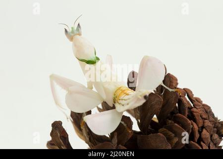 Orchidee-Gottesanbeterin hymenopus coronatus isoliert auf weißem Hintergrund Stockfoto