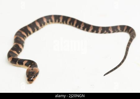 Gemeine Wasserschlange homalopsis buccata isoliert auf weißem Hintergrund Stockfoto