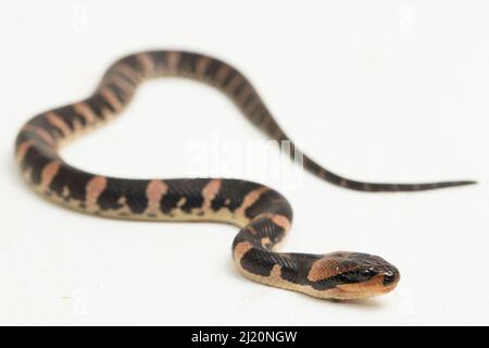 Gemeine Wasserschlange homalopsis buccata isoliert auf weißem Hintergrund Stockfoto