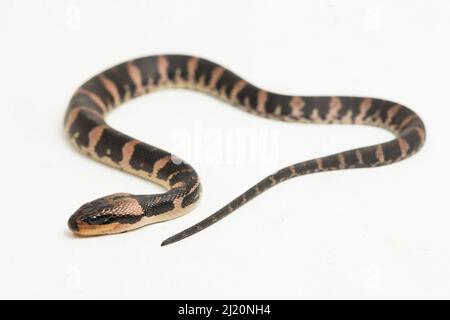 Gemeine Wasserschlange homalopsis buccata isoliert auf weißem Hintergrund Stockfoto