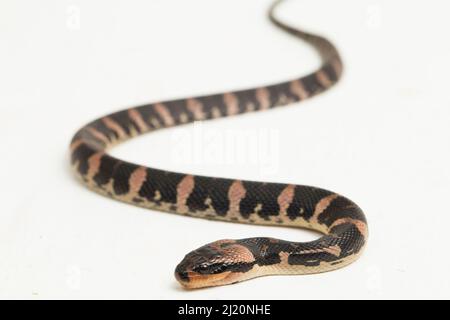 Gemeine Wasserschlange homalopsis buccata isoliert auf weißem Hintergrund Stockfoto