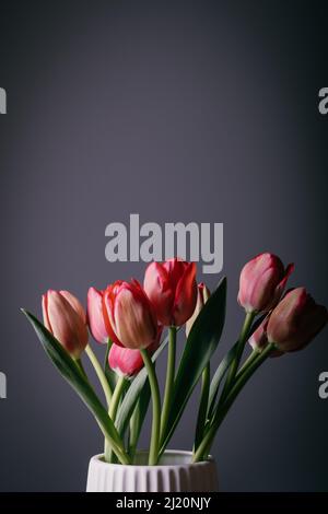 Rote Tulpen Blumenstrauß in Blüte auf einem weißen Topf isoliert auf einem dunklen schwarzen Hintergrund Stockfoto