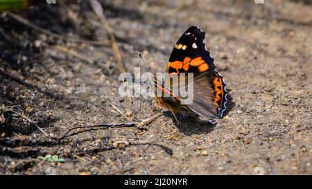 Indische rote Admiral Schmetterling sonnen sich am Morgen. Im Horton Plains National Park sind wunderschöne Schmetterlinge im Boden zu sehen. Stockfoto