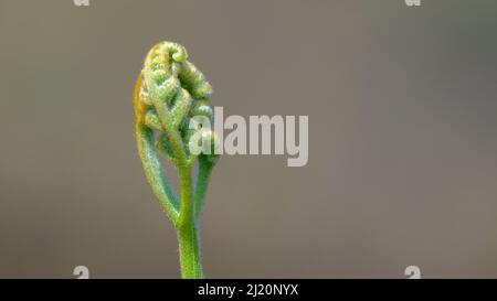 Spiral Farn Blatt Sprossen uncurl Nahaufnahme, neues Wachstumskonzept. Stockfoto