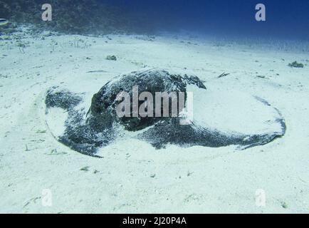 Große schwarz gefleckte Stachelrochen Taeniurops meyeni unter Wasser auf dem sandigen Meeresboden des tropischen Korallenriffs Stockfoto