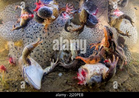 Sterbende gewöhnliche Frösche (Rana temporaria), deren Beine für Nahrung entfernt wurden, die in ihrem Brutbecken, umgeben von Frogspawn, sterben ließen. Covasna, Rumänien. Stockfoto