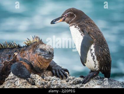 Galapagos-Pinguin (Spheniscus mendiculus) und Marine-Leguan (Amblyrhynchus cristatus), Männchen, Isla Tortuga, Isabela Island, Galapagos. Stockfoto