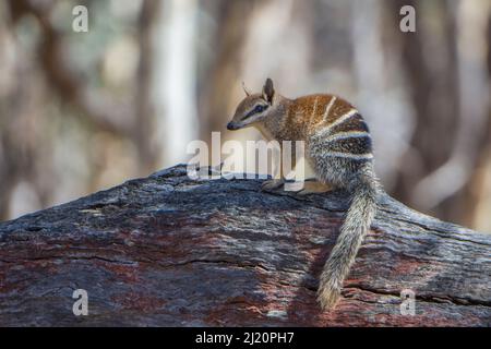 Numbat (Myrmecobius fasciatus) Wheatbelt Region, Western Australia Stockfoto