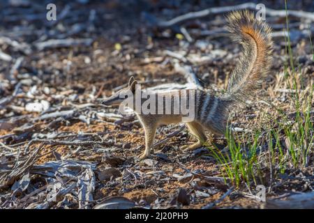 Numbat (Myrmecobius fasciatus) Wheatbelt Region, Western Australia Stockfoto