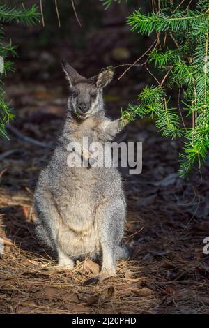 WESTERN Brush Wallaby (Notamacropus irma) Swan Coastal Plain, Western Australia, Mai. Stockfoto