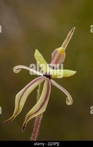 Ameisenorchidee (Caladenia roei) Northern Wheatbelt Region, Western Australia. Westaustralisch endemisch Stockfoto