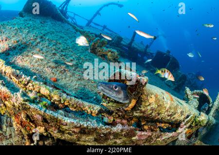 Conger Aal, (Conger Conger) auf dem Wrack von Teti, das in einer stürmischen Nacht am 23. Mai 1930 sank, Komiza, Insel Vis, Kroatien, Adria. . Stockfoto