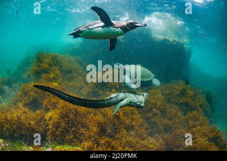 Galapagos-Pinguin (Spheniscus mendiculus), mit Marine-Leguan (Amblyrhynchus cristatus) und Grüner Schildkröte (Chelonia mydas) Cape Douglas, Fernandina Isl Stockfoto