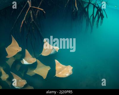 Goldene Kuhnasenrochen (Rhinoptera steindachneri), die in der Nähe von Mangrovenwurzeln, Elizabeth Bay, Isabela Island, Galapagos schwimmen. Stockfoto