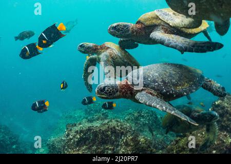 Grüne Schildkröten (Chelonia mydas), die mit Angelfischen schwimmen, Punta Vicente Roca, Isabela Island, Galapagos. Stockfoto