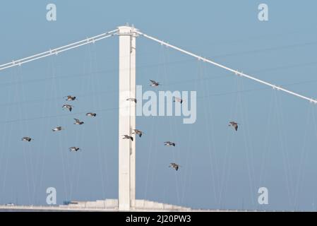 Curlew (Numenius arquata) fliegt vorbei an der ersten Severn Crossing Brücke, Severn Estuary, Somerset, UK, Januar. Stockfoto