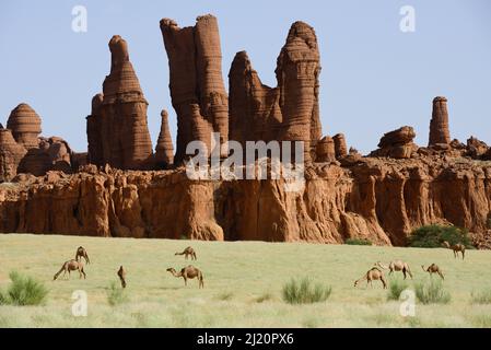 Erodierte Sandsteinfelsen mit Dromedary-Kamelen (Camelus dromedarius), die nach Wüstenregen auf neuem Gras grasen. Ennedi Natürliche Und Kulturelle Rese Stockfoto