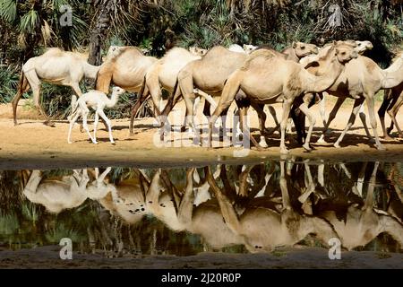 Dromedarkamel (Camelus dromedarius) Herde am Wasser in einer Schlucht auf dem Ennedi-Hochplateau. Natur- und Kulturreservat Ennedi, UNESCO-Welterbe Stockfoto
