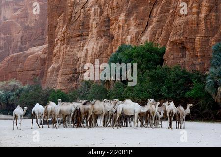 Dromedarkamel (Camelus dromedarius) liegt in einer Schlucht mit Wasser auf dem Ennedi-Hochplateau. Natur- und Kulturreservat Ennedi, UNESCO-Weltkulturerbe S Stockfoto