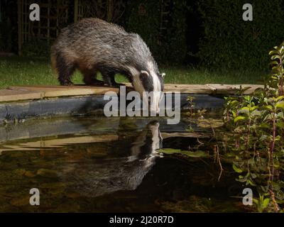 Europäischer Dachs (Meles meles) spiegelt sich in einem Gartenteich wider, während er nachts davon trinkt, Wiltshire, Großbritannien, Juni. Eigenschaft freigegeben. Stockfoto