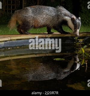 Europäischer Dachs (Meles meles) spiegelt sich in einem Gartenteich wider, den er besucht, um nachts zu trinken, Wiltshire, Großbritannien, Juni. Eigenschaft freigegeben. Stockfoto