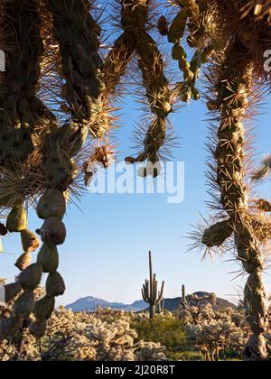 Kettenkolla (Cylindropuntia fulgida) in der Sonoranischen Wüste im Abendlicht, Saguaro (Carnegiea gigantea) und Ragged Top Mountain im Hintergrund. Ironwood Stockfoto