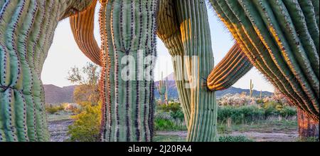 Saguaro (Carnegiea gigantea), alter Kaktus mit verdrehten absteigenden Armen, im Morgenlicht. Cabeza Prieta National Wildlife Refuge, Arizona, USA. Februar Stockfoto