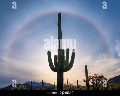 Saguaro (Carnegiea gigantea) Kakteen, die gegen die Morgensonne silhouettiert wurden. Optisches Phänomen, bekannt als Glory in Sky, das durch das Abbrennen von Bodennebel durch die Sonne verursacht wird. Kabine Stockfoto