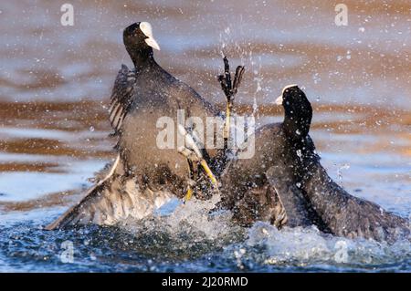 Eurasischer Ruß (Fulica atra), Männchen, die um das Territorium kämpfen. London, England, Großbritannien. Dezember.; Stockfoto