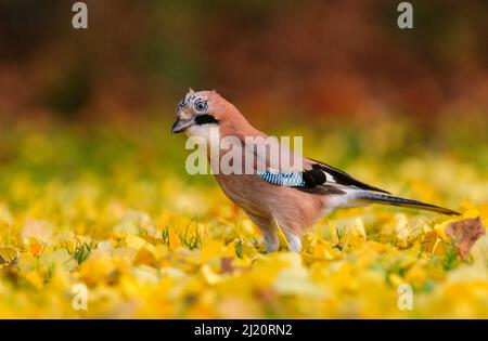 Eurasischer eichelhäher (Garrulus glandarius), der in Herbstblättern jagend. London, England, Großbritannien. November. Stockfoto