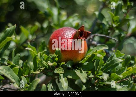 Reife Granatapfelfrüchte hängen an einem Baumzweig im Garten. Licht bei Sonnenuntergang. Weicher, selektiver Fokus Stockfoto