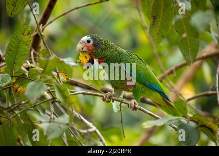 Kubanischer amazonaspapagei (Amazona leucocephala), mit Blättern spielend, endemisch in Kuba. Humboldt-Nationalpark, Kuba Stockfoto