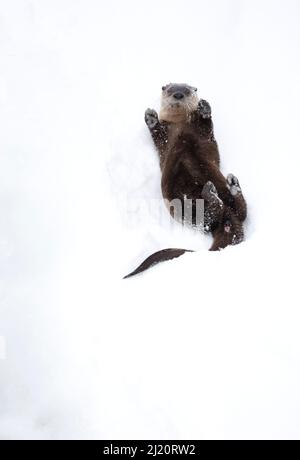 Nordamerikanischer Flussotter (Lontra canadensis) auf dem Rücken, rollend auf dem Schneeufer. Yellowstone-Nationalpark, USA, Januar. Stockfoto