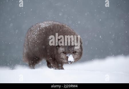 Polarfuchs (Vulpes lagopus) beim Gehen im schweren Schnee. Hornstrandir Nature Reserve, Island. Februar. Stockfoto