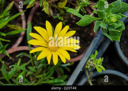 Calendula arvensis ist eine blühende Pflanze aus der Familie der Gänseblümchen, die unter dem gemeinsamen Namen Field Ringelblume bekannt ist. Selektiver Fokus Stockfoto