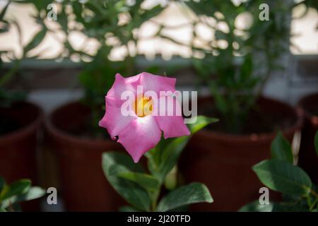 Catharanthus roseus, allgemein bekannt als Bright Eyes, Cape periwinkle, Friedhofspflanze, Madagaskar periwinkle, alte Magd, Rosa oder Rosenperiwinkle. Wählen Sie Stockfoto