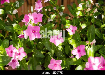 Catharanthus roseus, allgemein bekannt als Bright Eyes, Cape periwinkle, Friedhofspflanze, Madagaskar periwinkle, alte Magd, Rosa oder Rosenperiwinkle. Wählen Sie Stockfoto