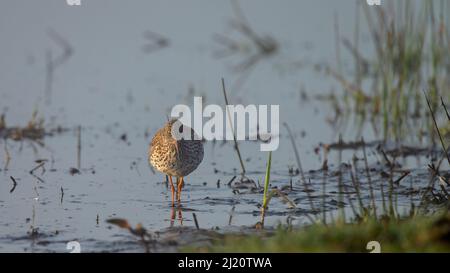 Die gemeinen Rotschenkel im Amateur in einem frühen Morgen. Stockfoto