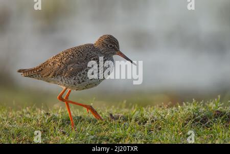 Die gemeinen Rotschenkel im Amateur in einem frühen Morgen. Stockfoto