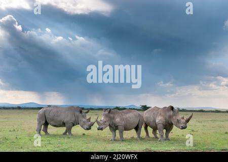 Drei weiße Nashörner (Ceratotherium simum), Solio Game Reserve, Laikipia, Kenia. September. Stockfoto