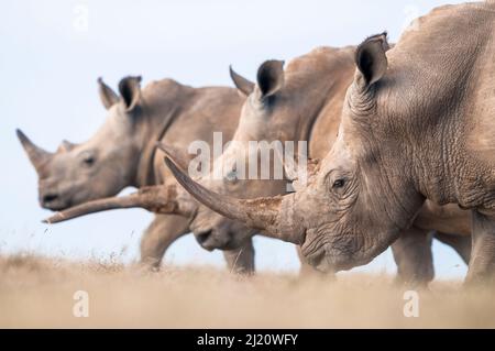 Drei Weiße Nashörner (Ceratotherium simum), die gemeinsam spazieren, Solio Game Reserve, Laikipia, Kenia. September. Stockfoto