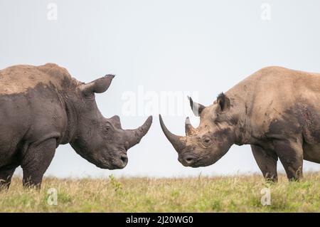 Schwarze Nashornbullen (Diceros bicornis) und weiße Nashorn-Bullen (Ceratotherium simum) stehen vor dem Gesicht. Solio Game Reserve, Laikipia, Kenia. September. Stockfoto