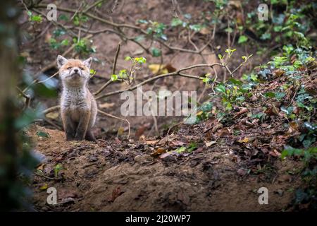 Rotfuchs (Vulpes vulpes) junges männliches Junge in der Nähe des Eintritts zur Erde im Wald, Schweiz. Stockfoto