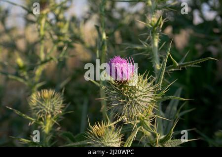 Silybum Marianum oder Milchdistel. Selektiver Fokus. Wilde Blume Stockfoto