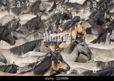 Dulmen Ponys , wilde Stuten und Fohlen laufen beim Roundun zusammen. Dulmen, Nordrhein-Westfalen, Deutschland. Stockfoto