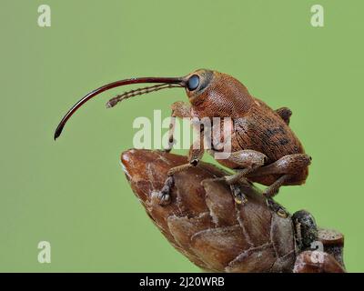 Acorn weevil (Curculio glandium) Portrait on an Oak Bud, Hertfordshire, England, UK, May - Focus stacked - Captive Stockfoto