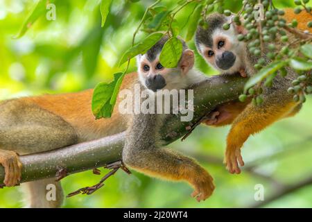 Der schwarzgekrönte mittelamerikanische Eichhörnchen-Affe (Saimiri oerstedii) ist ein Paar aus der Nähe des Manuel Antonio National Park, Quepos, Costa Rica Stockfoto